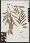 Foto von Salix alba L.
